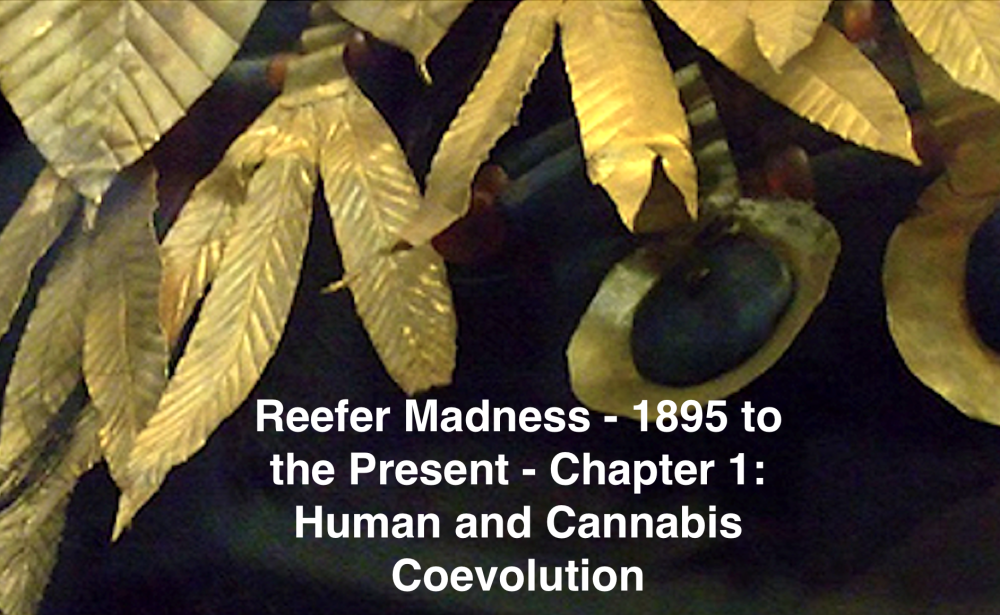 Reefer Madness – 1895 to the Present – Chapter 1: Human and Cannabis Coevolution